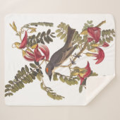 開花樹の上に灰色のキングバードオードボンバード シェルパブランケット (正面(横))