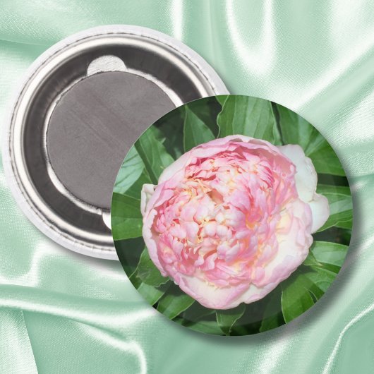 開花準備完了の芍薬 マグネット