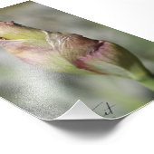 開花準備完了 – パープルアイリスフォトプリント フォトプリント            (角)