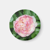 開花牡丹の準備 マグネット (正面)