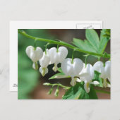 開花白い出血ハート葉書 ポストカード (正面/裏面)