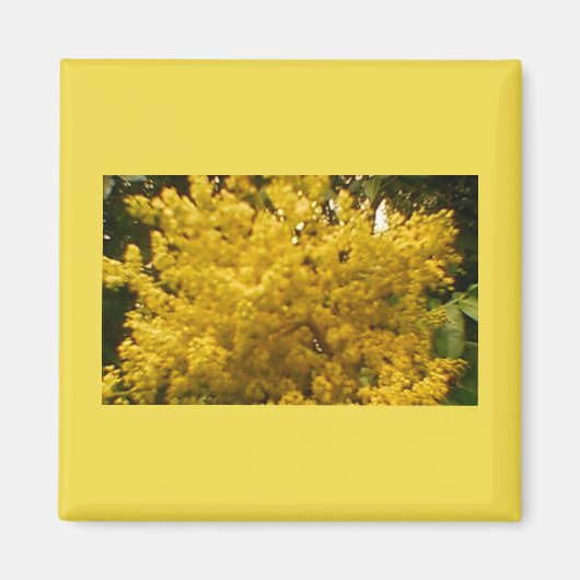 開花花粉 マグネット (正面)