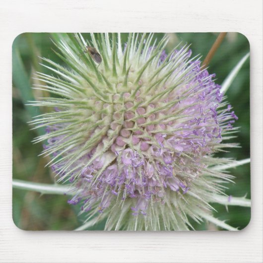 開花野草マウスパッド マウスパッド (正面)