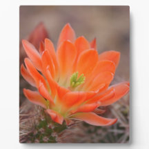 開花（オレンジ）