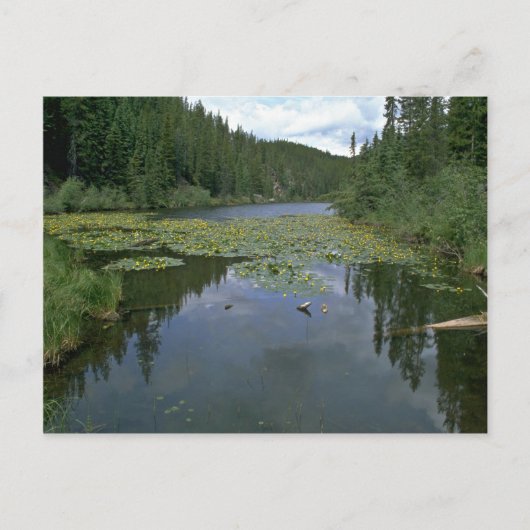 開花 ポストカード (正面)