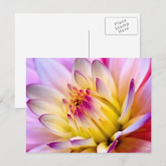 開花 ポストカード (正面/裏面)