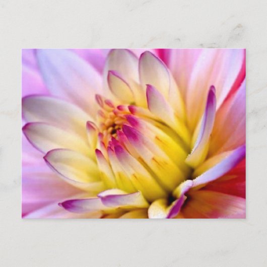 開花 ポストカード (正面)