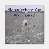 開花 マグネット (正面)