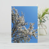 開花Apple Tree春フォトカ空白のード (スタンド正面)