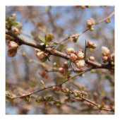 開花Apple Tree Canvas Print ポスター (正面)