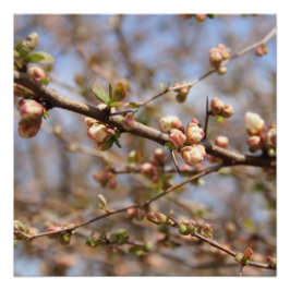 開花Apple Tree Canvas Print ポスター