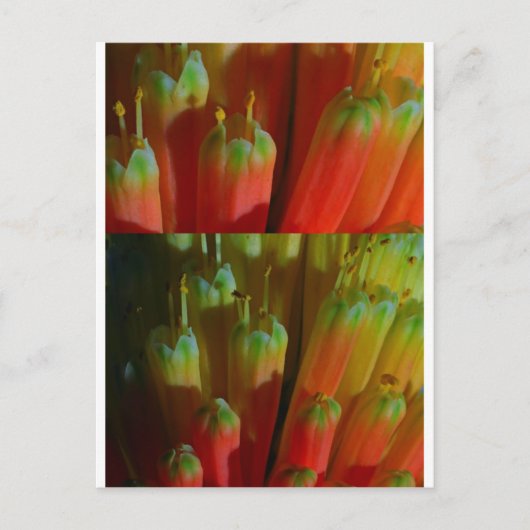 開花BUDS : Cactus Wild : Greetings,Goodluck ポストカード (正面)