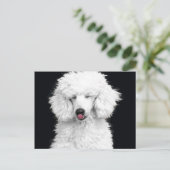 間抜けで白いプードル ポストカード (スタンド正面)