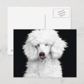 間抜けで白いプードル ポストカード (正面/裏面)