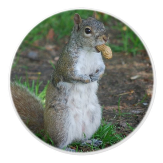 間抜けなリス セラミックノブ (正面)