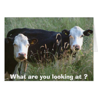 間抜けな牛カード