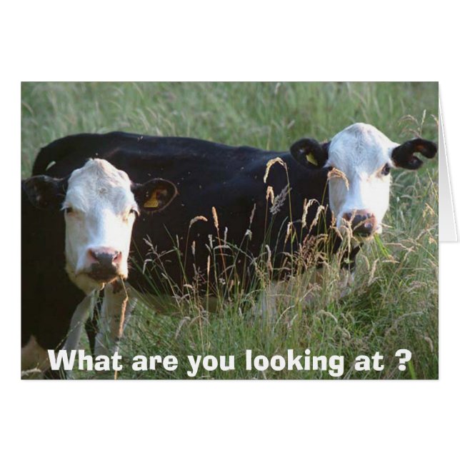 間抜けな牛カード (正面横)