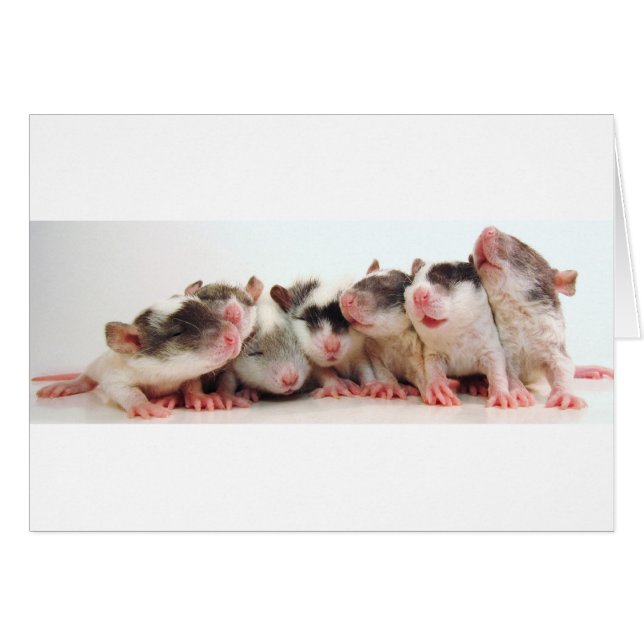 間抜けな男の子のベビー (正面横)