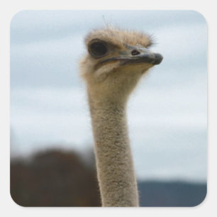 間抜けな鳥の写真のだちょうの顔の頭部のクローズアップ スクエアシール