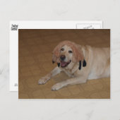間抜けイエロー・ラブラドール・レトリーバー ポストカード (正面/裏面)