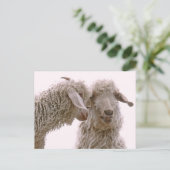 間抜けヤギの写真 ポストカード (スタンド正面)