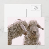 間抜けヤギの写真 ポストカード (正面/裏面)