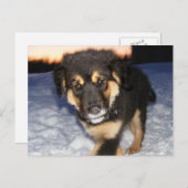 間抜け顔はがき ポストカード (正面/裏面)