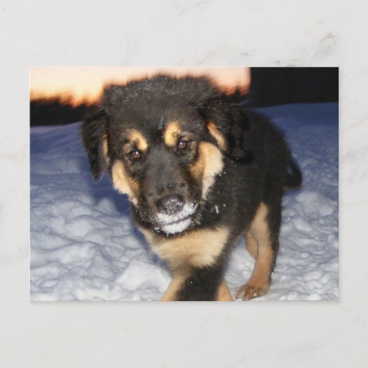 間抜け顔はがき ポストカード (正面)