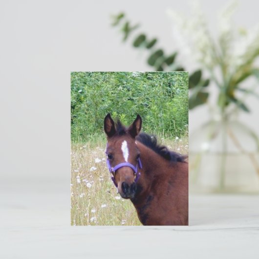 間抜け1 ポストカード (スタンド正面)