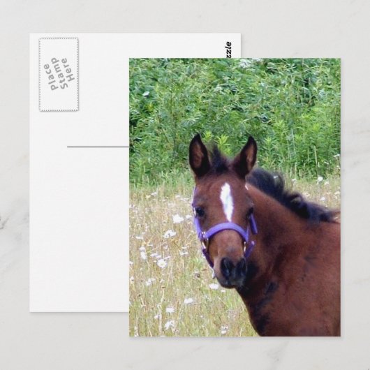 間抜け1 ポストカード (正面/裏面)