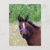 間抜け1 ポストカード (正面)