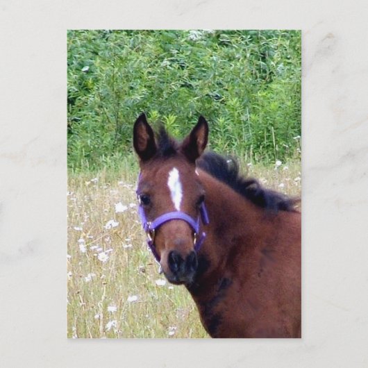 間抜け1 ポストカード (正面)