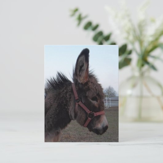 間抜け ポストカード (スタンド正面)