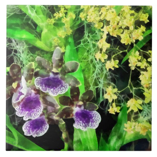 間欠泉Jamieおよび金ファンタジーの蘭 タイル (正面)