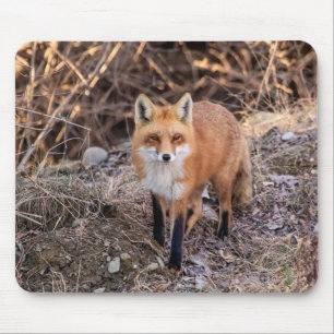 間近なアカギツネ マウスパッド