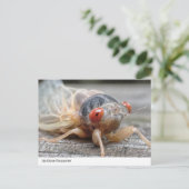 間近に迫る出会い：セミの興味深い世界 ポストカード (スタンド正面)