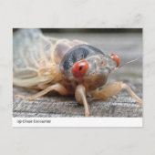 間近に迫る出会い：セミの興味深い世界 ポストカード (正面)