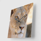 間隔調査している雌ジシのポートレート スクエア壁時計 (傾斜)