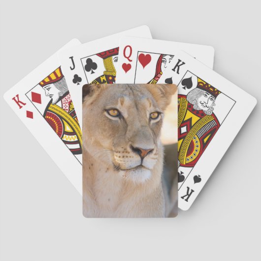 間隔調査している雌ジシのポートレート トランプ (裏面)