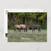 闘う3頭の雄の鹿 感謝のポストカード ポストカード (正面/裏面)