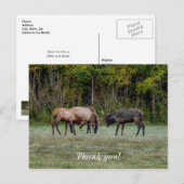 闘う3頭の雄の鹿 感謝の気持ちを込めたポストカード ポストカード (正面/裏面)