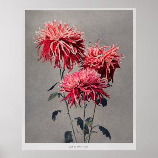 阿佐妻船小川一昌著（1896年） ポスター (正面)