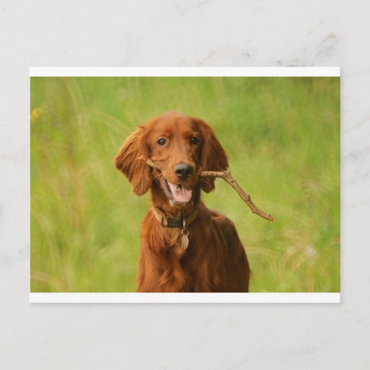 阿樹恵 ポストカード (正面)