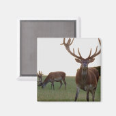 降圧磁石 マグネット (正面/裏面)