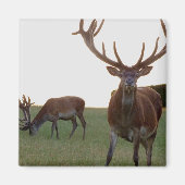 降圧磁石 マグネット (正面)