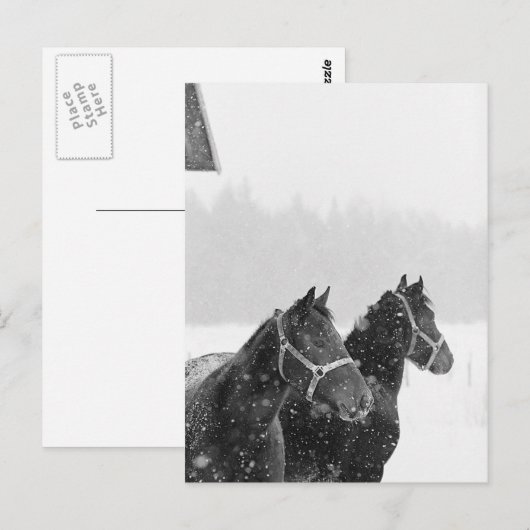 降雪中の馬 ポストカード (正面/裏面)