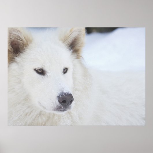 陛下 ポスター (正面)