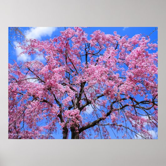 除草さくらんぼ:八重紅西垂 ポスター (正面)