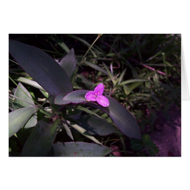 陰の紫色の花 (正面横)