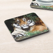 陰を楽しんでいるトラ コースター (左側)